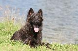 BERGER HOLLANDAIS (Dutch Shepherd Dog)